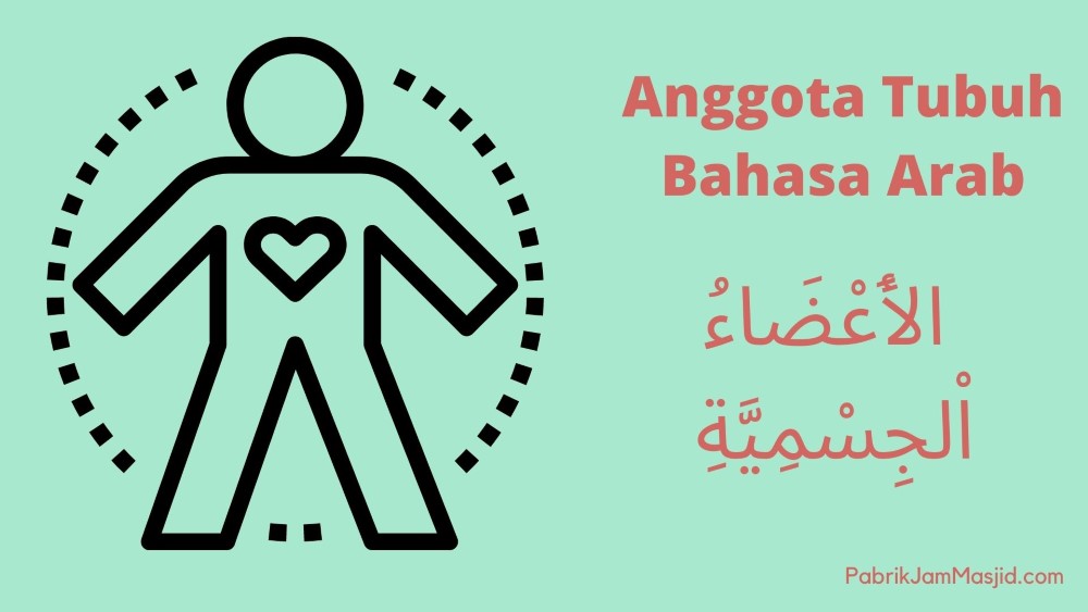 Anggota Tubuh Luar & Dalam Bahasa Arab Disertai Gambar